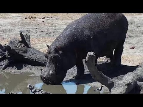 Djuma: Lone Hippo arriving - 13:02 - 10/07/19