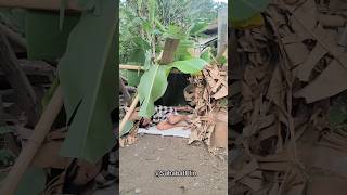 Download lagu MAKING A HOUSE WHEN WE WERE CHILDHOOD WITH MY BESTIE, MANG UNI mp3