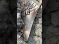 First find of the day was a good one! Dinosaur fossil hunting