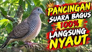 Download lagu Perkutut Lokal Gacor Suara Bagus Cocok Untuk Pancingan Burung Perkutut Agar Bunyi. mp3