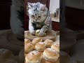 Ai Destroy Cat Aiart Cooking