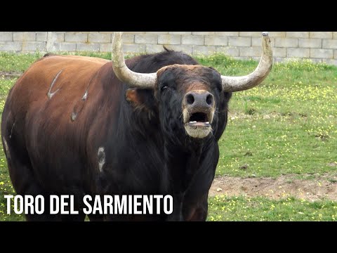 TORO DEL SARMIENTO 3 Toros Bravos por primera vez en La Seca 2022
