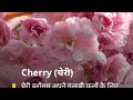 Singing Dadu Ji Singing