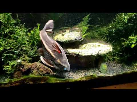 Striped Raphael Catfish Swimming