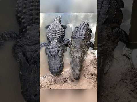 Alligator vs Crocodile