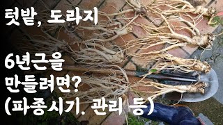 도라지, 6년근을 만들려면?(파종시기, 관리 등)