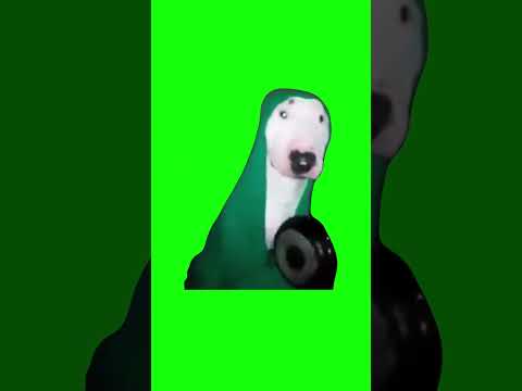 Dog Hitting Pan | Green Screen
