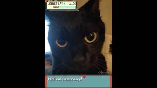 Download lagu CAT uses MEAN LOOK in Pokemon Battle IRL! - EeveeSite #irlpokemon #funnycats #cutecat #pokemonbattle mp3 Download lagu CAT uses MEAN LOOK in Pokemon Battle IRL! - EeveeSite #irlpokemon #funnycats #cutecat #pokemonbattle mp3