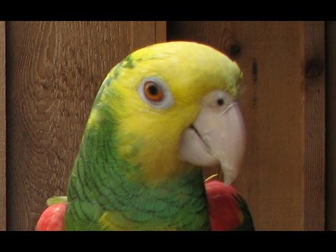 The best talking parrot  (English dubbing)