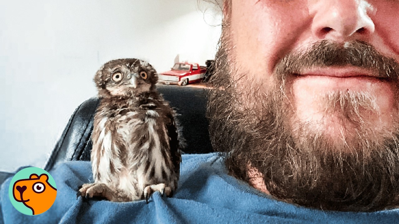 Man Saves 4 Baby Owls From Vent. Now They're a Flock | Cuddle Buddies