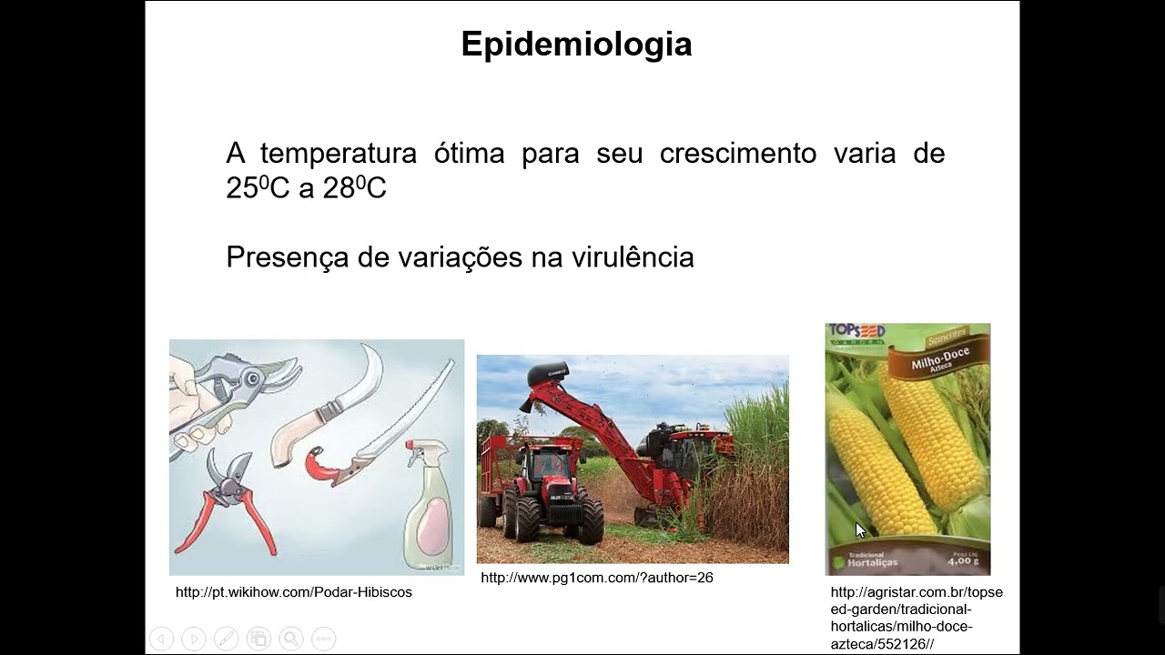 Doenças da Cana de Açúcar