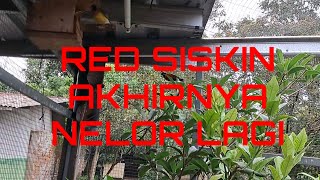 Download lagu AVIARY 3in1: akhirnya RED SISKIN bertelur lagi setelah 6bulan lebih kosong, yessss!!! mp3