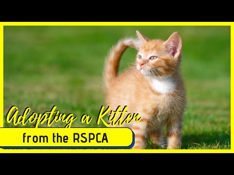 Adopting a kitten from the RSPCA
