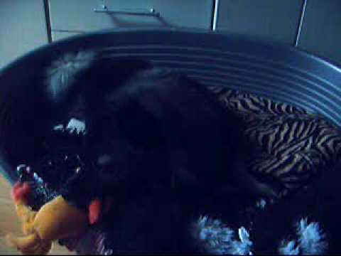 Knister-Krabbe und Spitzi