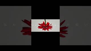 ヨルシカ LIVE TOUR 2025「盗作再演」盗作/創作セトリメドレー Guitar＆Basscover byフクレモ.  #盗作live  #キタニタツヤ【#盗作】【#ヨルシカ】【#盗作再演】