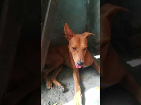 poor gready dogs #dog (Raheem Qureshi)