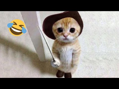 Cachorros e Gatos Engraçados😹🐶 - TENTE NÃO RIR #14 - Animais Engraçados😹🐶