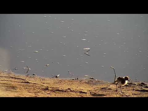 Djuma: Blacksmith Lapwing chick - 07:38 -  07/22/19
