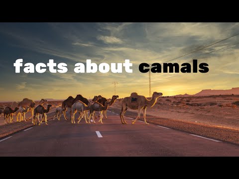 30 fanatics facts about camels | number 19 will shock you