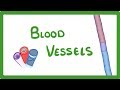 GCSE Biology - Blood Vessels  #24