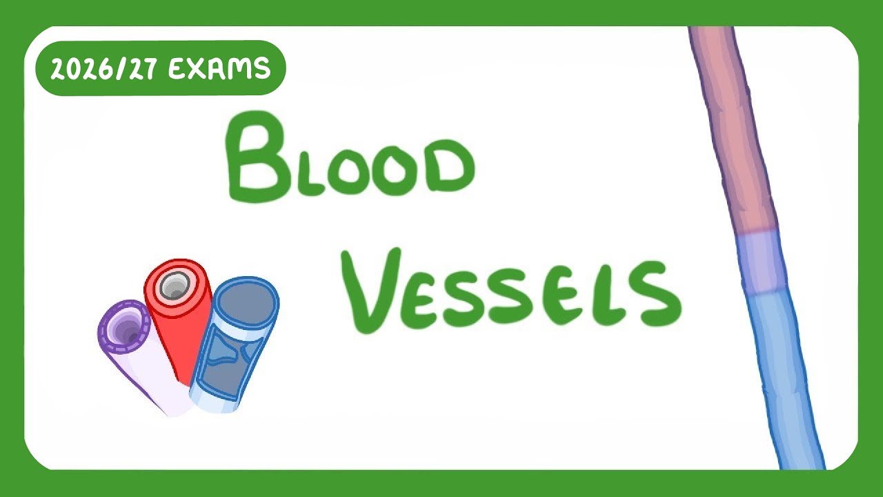 GCSE Biology - Blood Vessels  #24