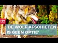 Een wolf is niet zomaar een probleemwolf | RTV Drenthe