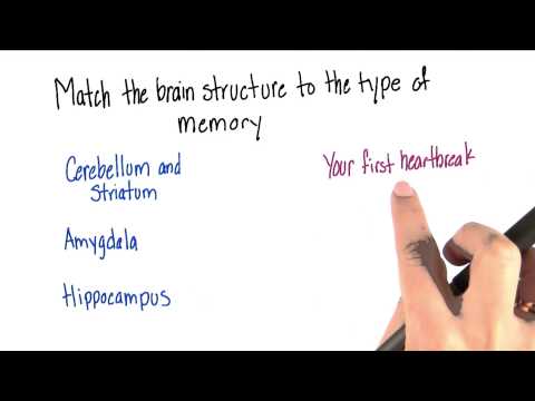 Brain structure and type of memory - Intro to Psychology