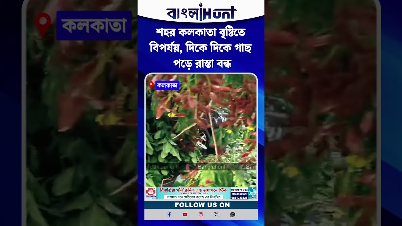 শহর কলকাতা বৃষ্টিতে বিপর্যয়, দিকে দিকে গাছ পড়ে রাস্তা বন্ধ
