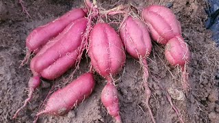 신품종 호감미 1 포기 캐보니 6개가 달려서 보여드립니다.
