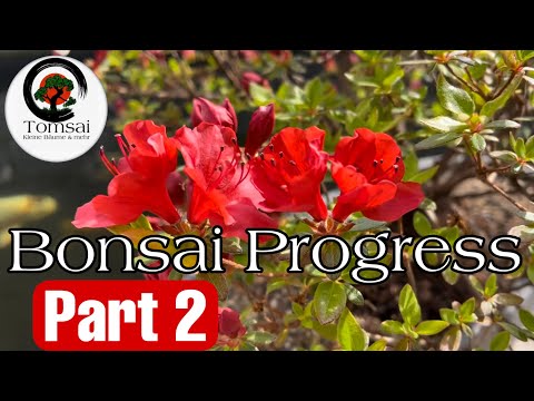 Bonsai’s in Progress #2 Bonsai 44/22