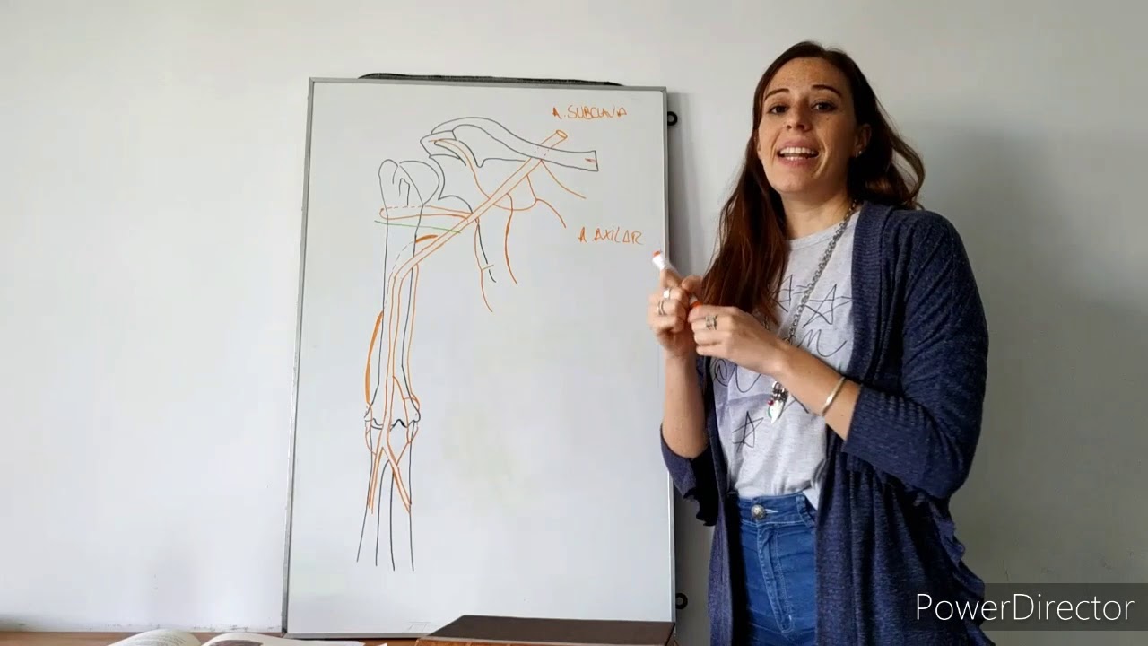 Teórico N° 8: Irrigación del miembro superior. Dra. Martina Nuño.