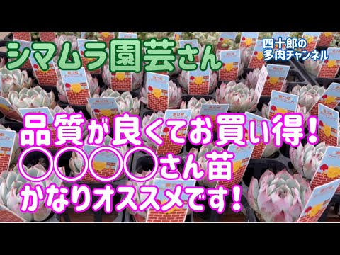 園芸 カーリーエケベリア