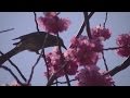 Roland Hanna - All the Things You Are - rujazz Roland Hanna - All the Things You Are