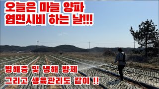마늘 양파 재배 병해충 관리 냉해예방 생육 관리!!! 엽면시비 시작합니다!!!