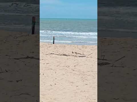 Projeto Tamar Alcobaça Bahia, #shot #verão #lazer #shots #shortvideo #short #shorts