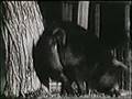 Sesame Street Pig Film Original W Pig Noises