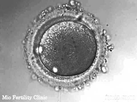 体外受精した動物