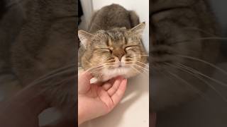 Download lagu That Was Very Squishy mp3