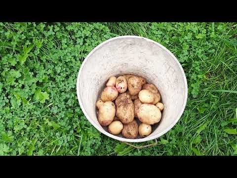 Potatisskörd 2022. Käre Maken hjälper mig gräva upp potatislandet! 20220911