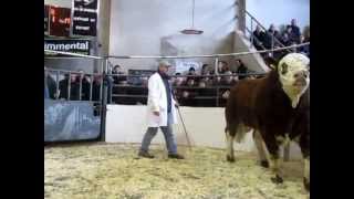 preview picture of video 'Irish Simmental Roscommon Premier Show & Sale 3rd Nov 2012'