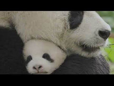 BORN IN CHINA Movie Trailer Disney Nature, Adventure Documentary   2017   YouTube