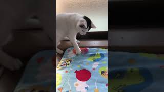 今日の、ぽんず。2018. 11.14 today's my kitty