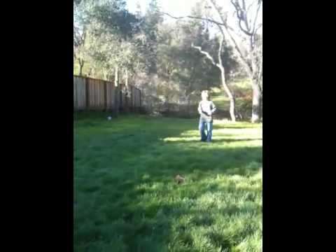 download lagu mp3 mp4 Kito Ridgebacks, download lagu Kito Ridgebacks gratis, unduh video klip Kito Ridgebacks