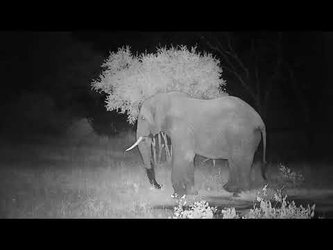 Djuma: Lone Elephant gets quick drink at the pan - 04:11 - 03/06/2022