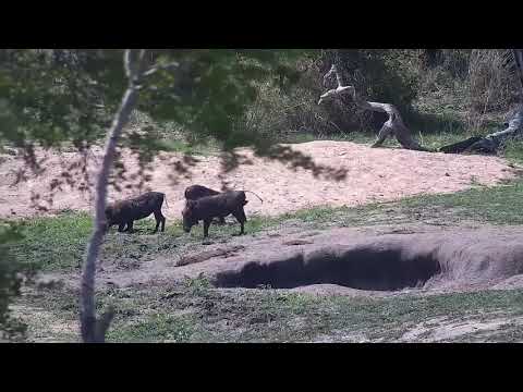 Djuma: Warthogs - 14:31 - 11/16/21