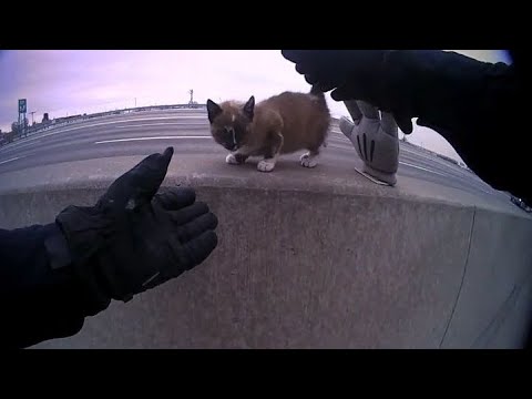 VIDEO: Policista zachránil kotě, které se zatoulalo na rušnou dálnici | EVROPA 2