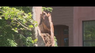 Severe storms leave downed trees, power outages throughout NY, NJ