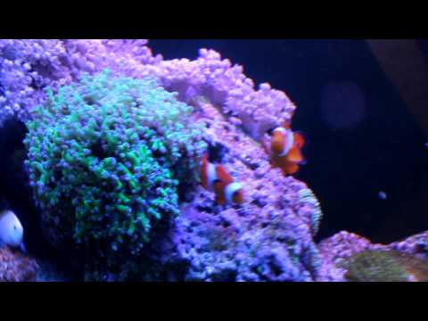 Clownfish prepping Spawning Spot