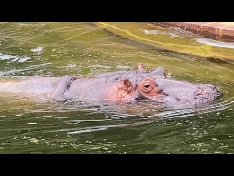Hipopótamo no Zoológico, 17 de setembro de 2022. Parte 2