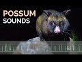 Possum Calls & Sounds - Common Brushtail Possums growling, grunting and squabbling at night
